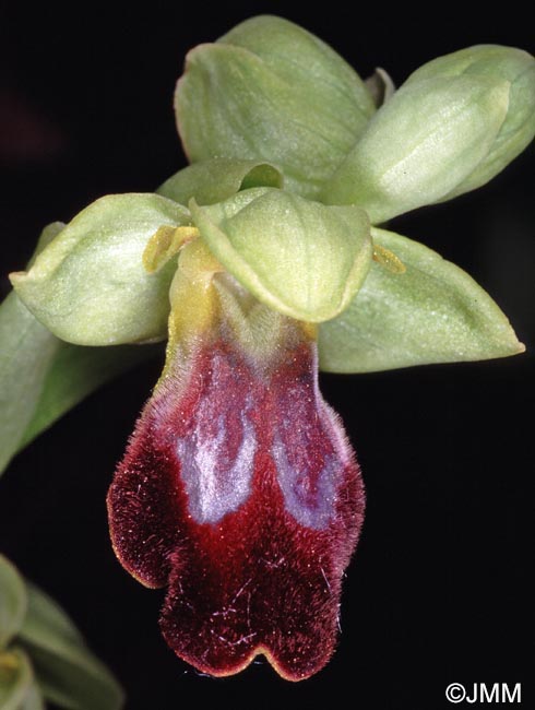 Ophrys forestieri