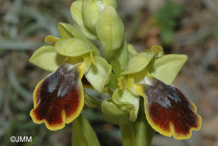 Ophrys forestieri