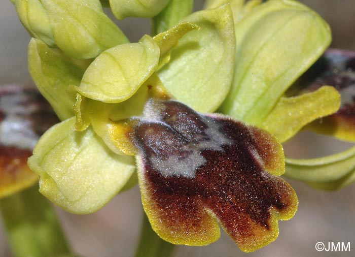 Ophrys forestieri