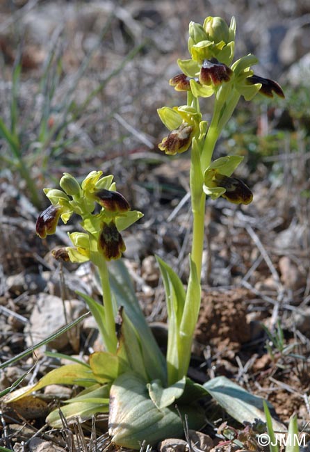 Ophrys forestieri