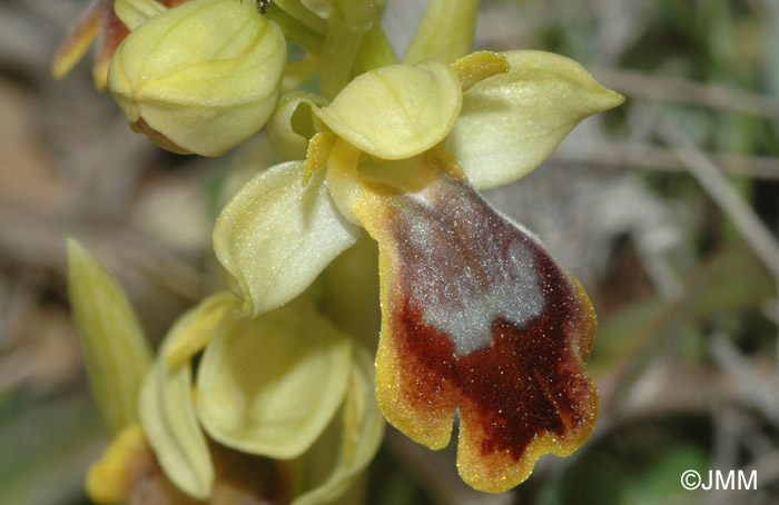 Ophrys forestieri