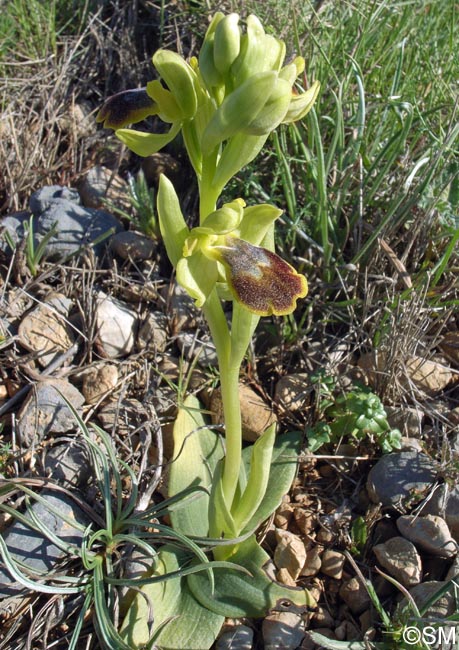 Ophrys forestieri