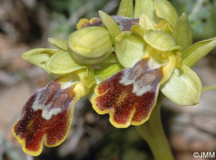 Ophrys forestieri