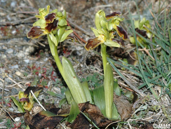 Ophrys forestieri