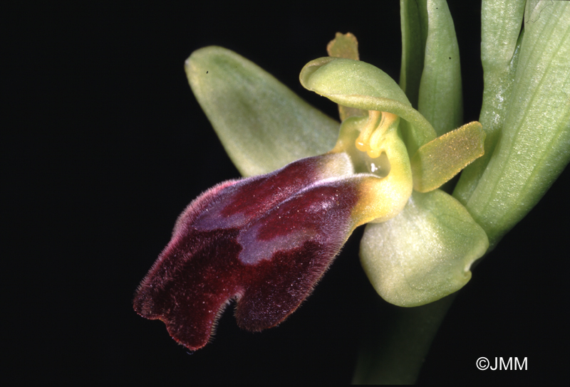 Ophrys arnoldii