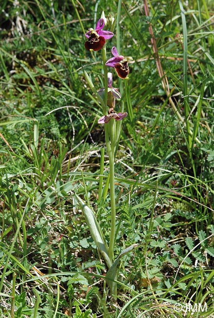 Ophrys fuciflora