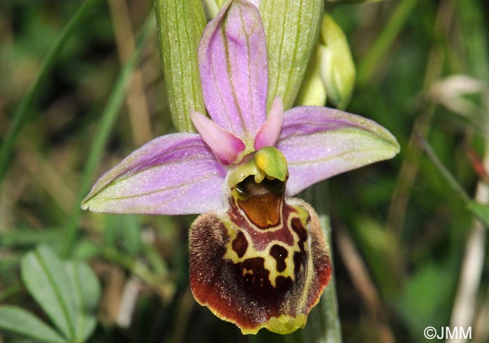 Ophrys fuciflora