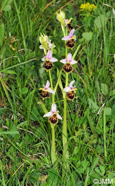 Ophrys fuciflora