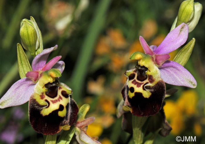 Ophrys fuciflora