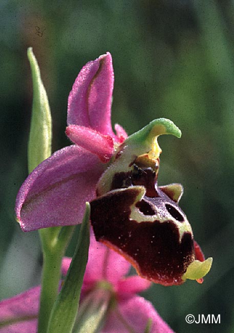 Ophrys fuciflora