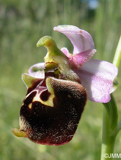 Ophrys fuciflora