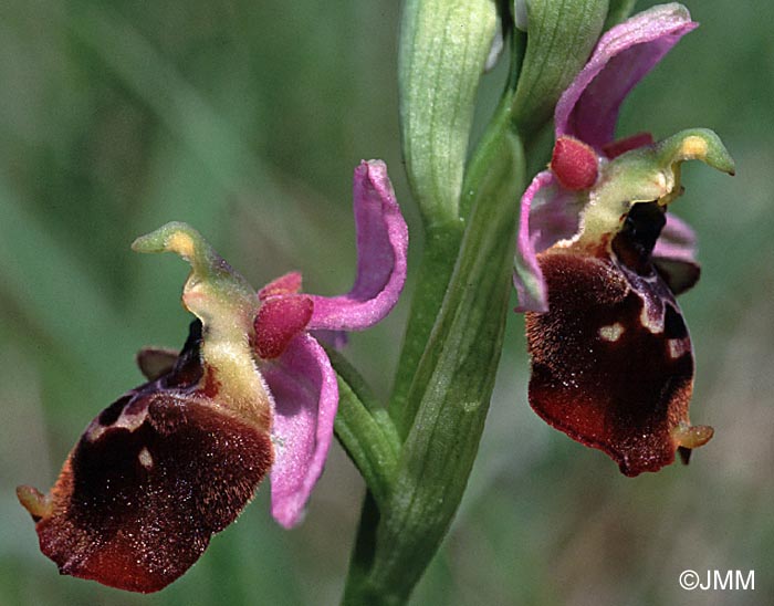 Ophrys fuciflora