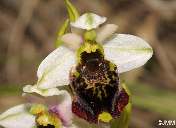 Ophrys fuciflora