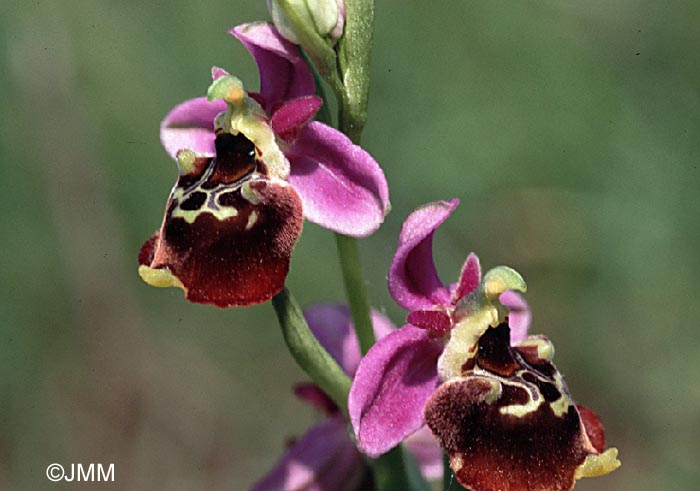 Ophrys fuciflora