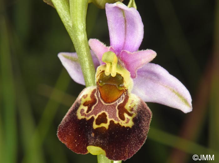 Ophrys fuciflora