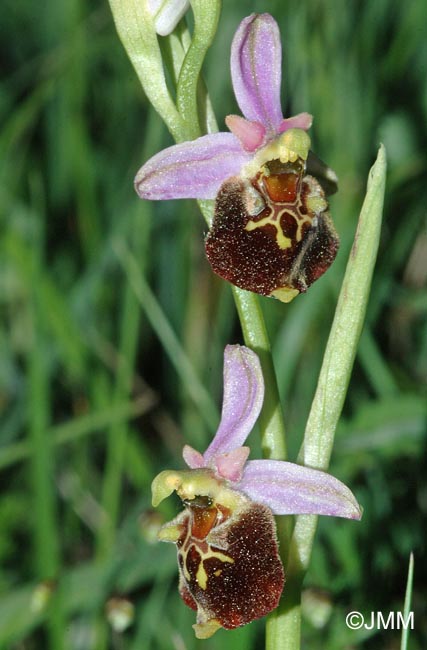 Ophrys fuciflora