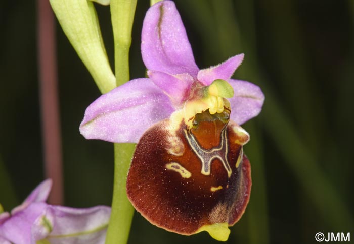Ophrys fuciflora