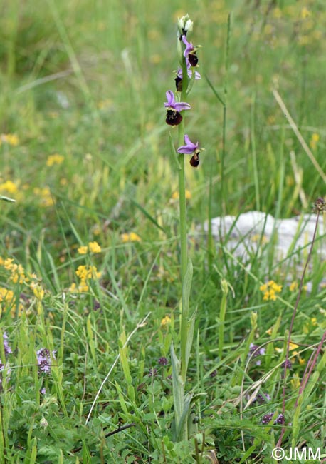 Ophrys fuciflora