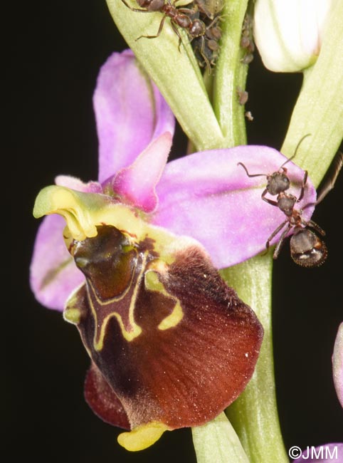 Ophrys fuciflora