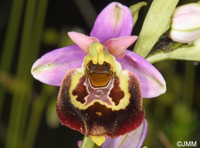 Ophrys fuciflora