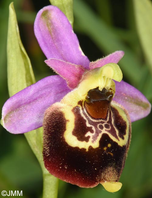 Ophrys fuciflora