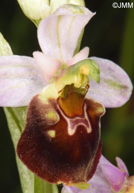 Ophrys fuciflora