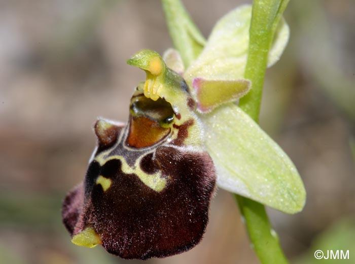 Ophrys fuciflora  prianthe vert
