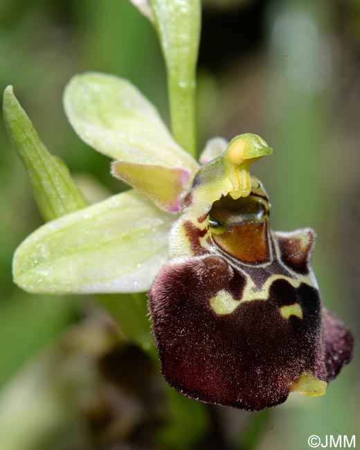 Ophrys fuciflora  prianthe vert
