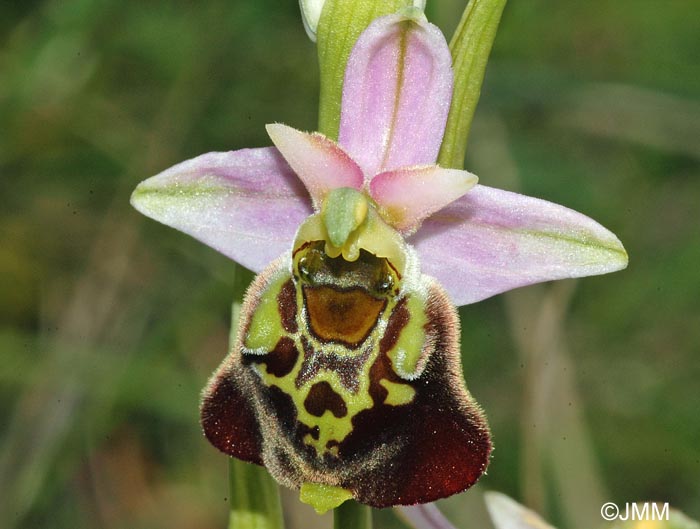 Ophrys fuciflora