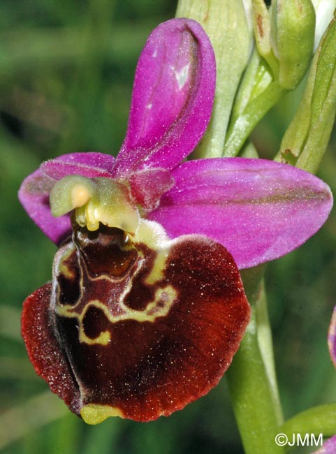 Ophrys fuciflora