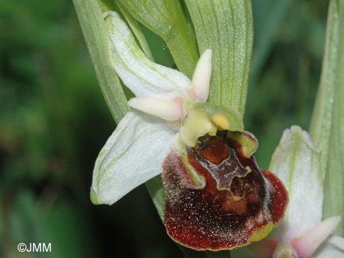 Ophrys fuciflora