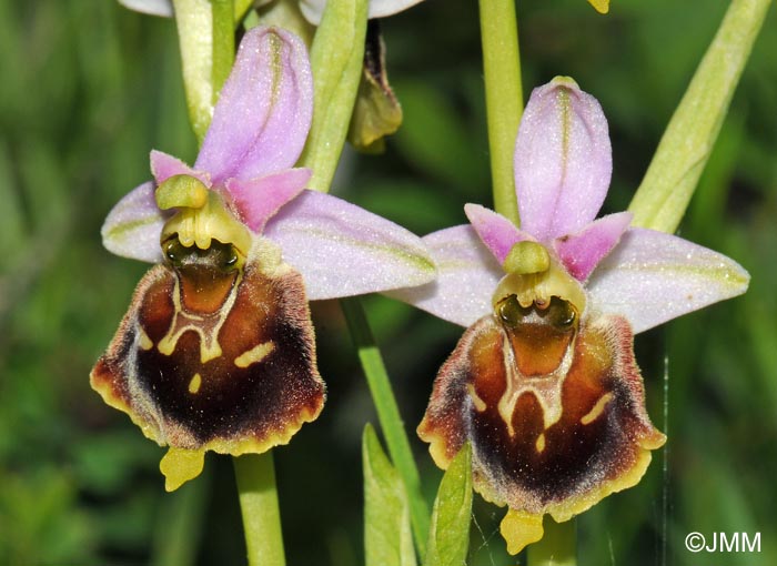 Ophrys fuciflora