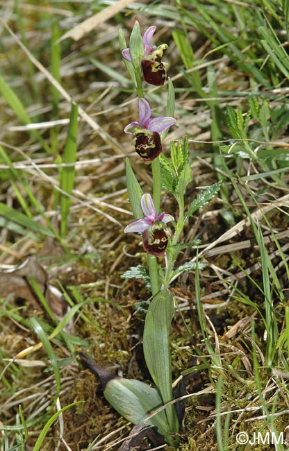 Ophrys fuciflora