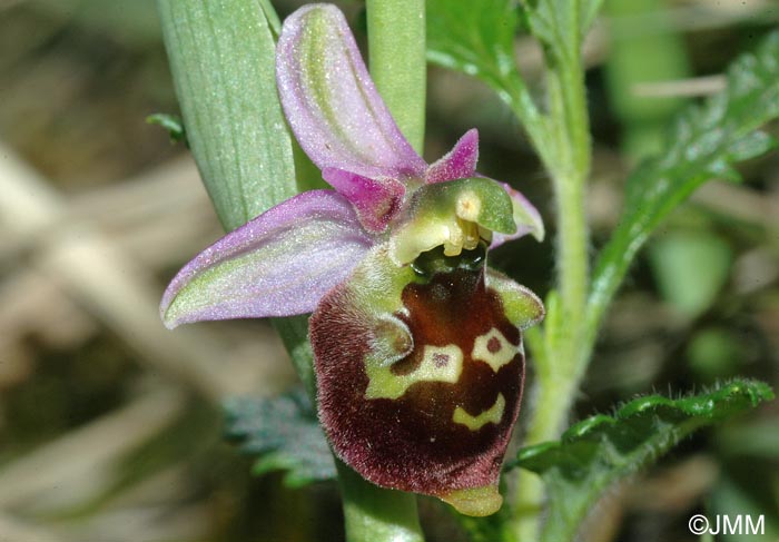 Ophrys fuciflora