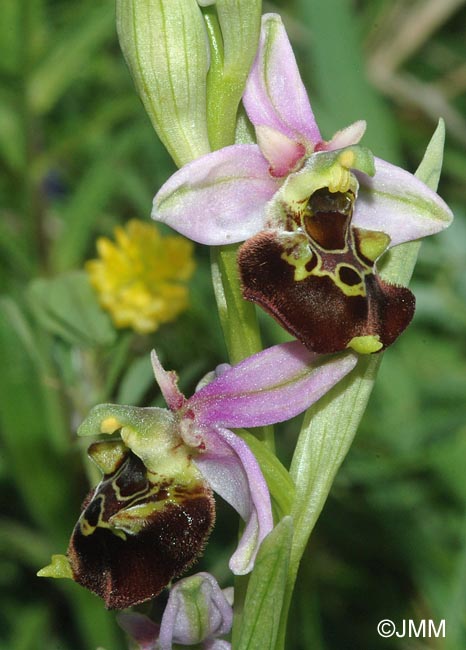 Ophrys fuciflora