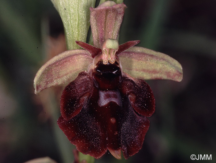 Ophrys fuciflora x insectifera