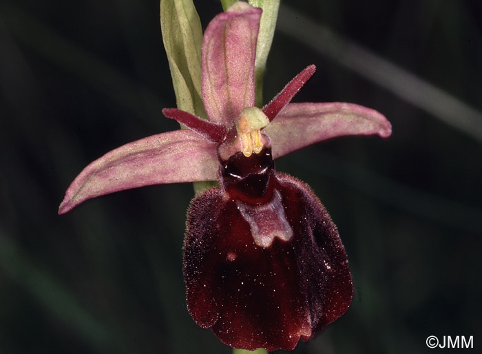 Ophrys fuciflora x insectifera