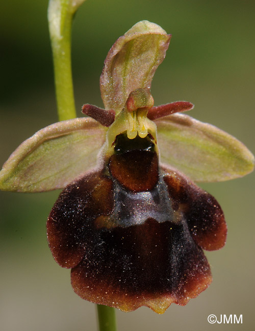 Ophrys fuciflora x insectifera