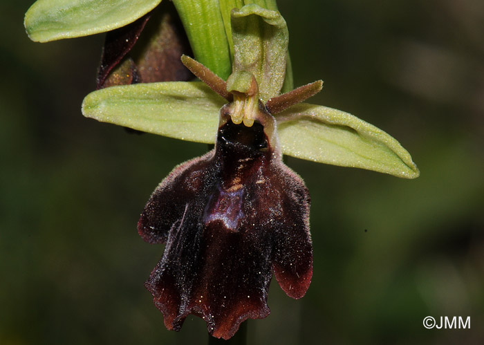 Ophrys fuciflora x insectifera