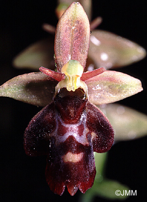 Ophrys fuciflora x insectifera