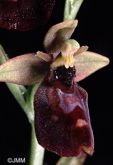 Ophrys fuciflora x insectifera