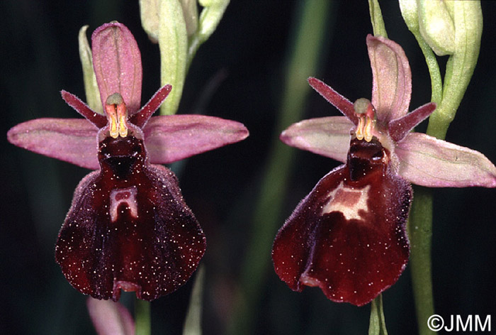 Ophrys fuciflora x insectifera