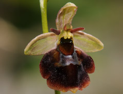 Ophrys x devenensis