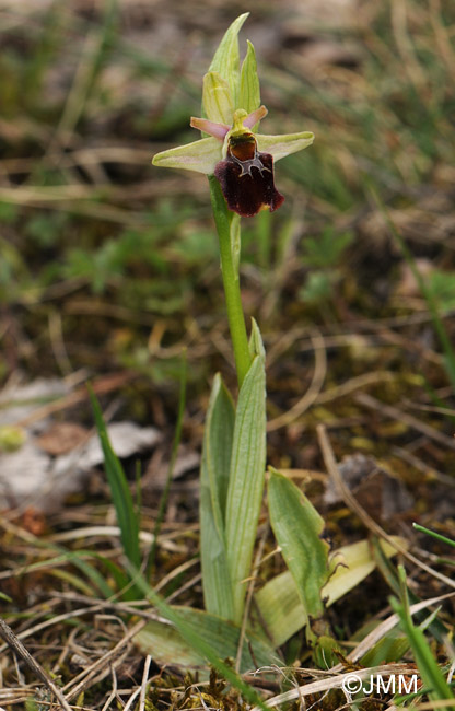 Ophrys fuciflora x Ophrys sphegodes