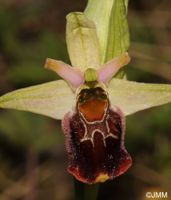 Ophrys fuciflora x Ophrys sphegodes