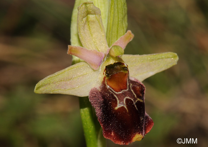 Ophrys fuciflora x Ophrys sphegodes