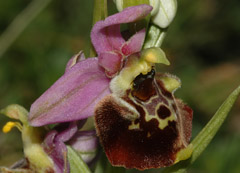 Ophrys fuciflora