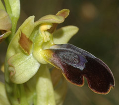 Ophrys fusca