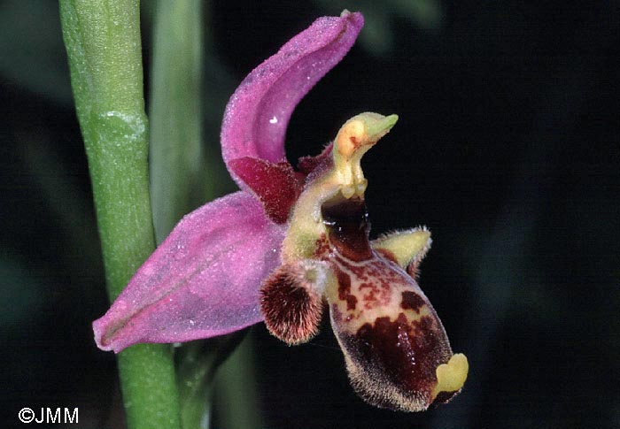 Ophrys gresivaudanica