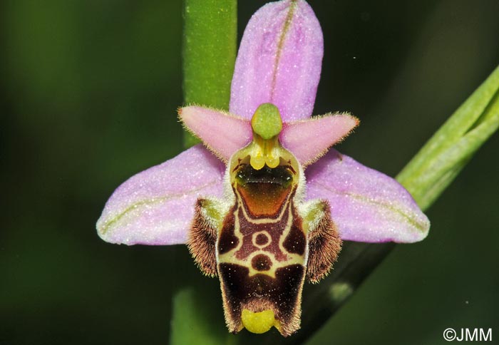 Ophrys gresivaudanica